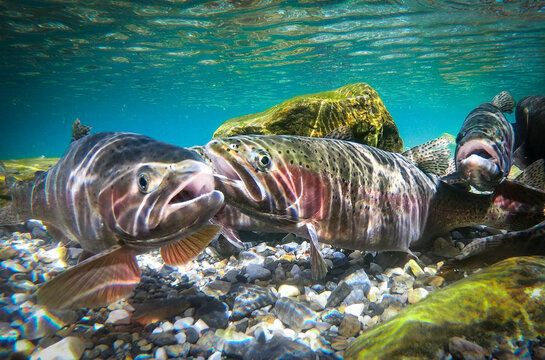 School of Rainbow Trout Gathering Underwater