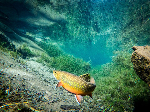 Brook Trout in a Crystal Clear Spring Pool