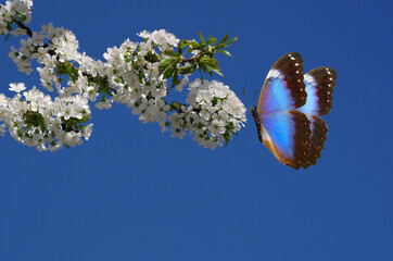 Bright colorful blue tropical morpho butterfly and cherry blossom flowers against a blue sky. Copy space © Oleksii