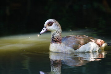 An Egyptian goose swims calmly across a sun-dappled pond, its reflection mirrored on the water. This serene capture evokes a sense of tranquil curiosity, showcasing the bird's striking detail. © David