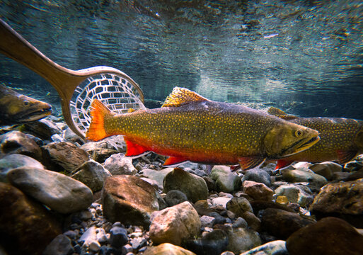 Brook Trout Swimming Past a Fly Fishing Landing Net