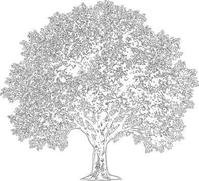 architectural elevation tree line art vector illustration
