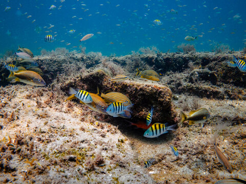 coral reef with fish