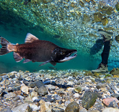 Kokanee Salmon Swimming Past an Angler 