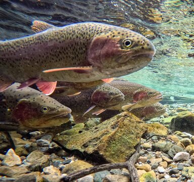 School of Rainbow Trout Swimming Through Crystal Clear Water