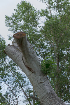 Old white brich tree trunk in the forest