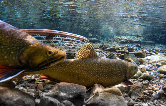Brook Trout Swimming Past a Fly Fishing Landing Net Underwater