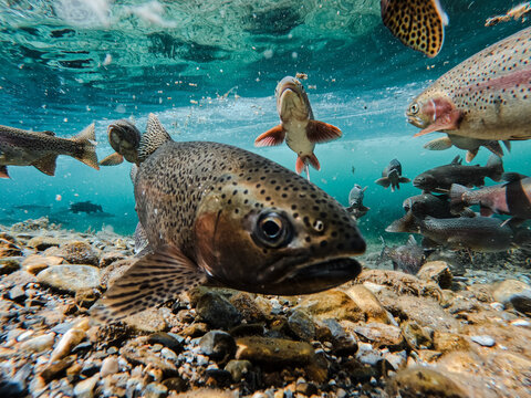 Wild Rainbow Trout Gathering During the Fall Spawn in Montana