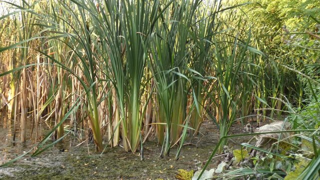 Dense green cattail bushes growing on muddy marsh shore with forest trees in background. Soft light, wide shot, lush atmosphere. Diversity and Preservation. Rich biotope of wild nature reserve.