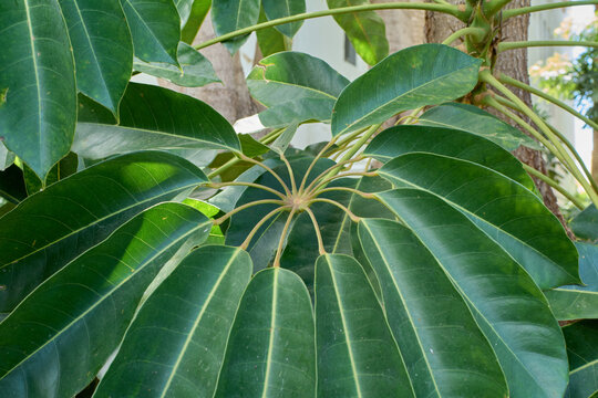 Close up detail of a vibrant umbrella tree plant leaf showcasing its distinctive circular pattern.