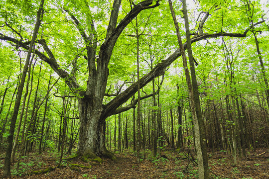 Majestic, ancient tree stands tall in a dense forest