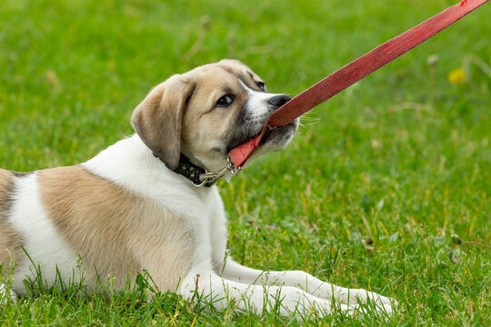 Expressive puppy bites his leash while laying in a grassy field. The puppies eyes look into the camera with a mischievous look in his eyes. Use for puppy, animal training, fun dog concepts.