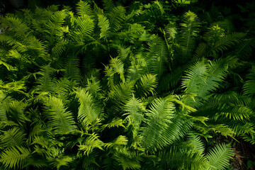 Green ferns called ostrich fern (Matteuccia struthiopteris) grow in semi-shady places. They resemble Jurassic Park. Plants growing in the lower reaches of forests.  Top view with a sharp spot light © FotoEston