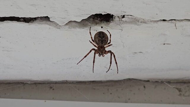 Orb weaver spider resting on web beneath wooden structure close up view of common garden arachnid