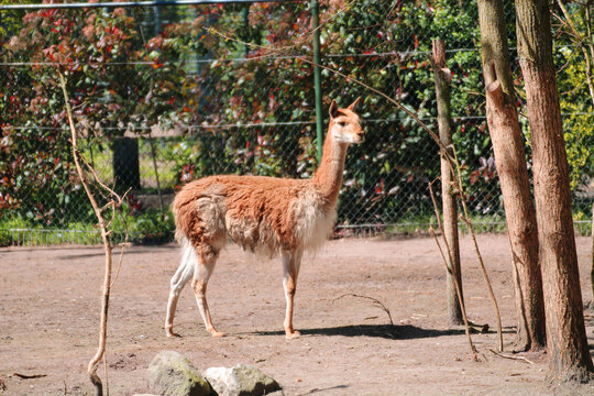 Young vicuna looking at camera in autumn zoo setting
