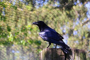 Fototapeta premium Wild raven on wooden post with blurred mesh background 