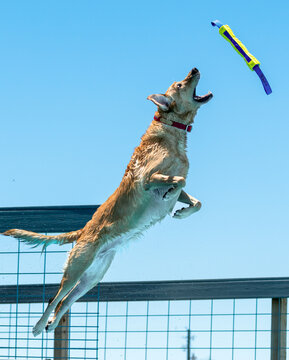 Yellow Lab dog in the air reaching to catch a toy off a dock