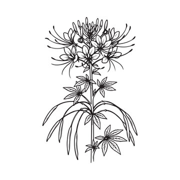 Hand drawn cleome flower isolated on white background