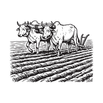 Black and white illustration of two oxen pulling a wooden plow through a field
