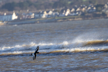 Fototapeta premium Eurasian Oystercatcher in Flight Along the Coast