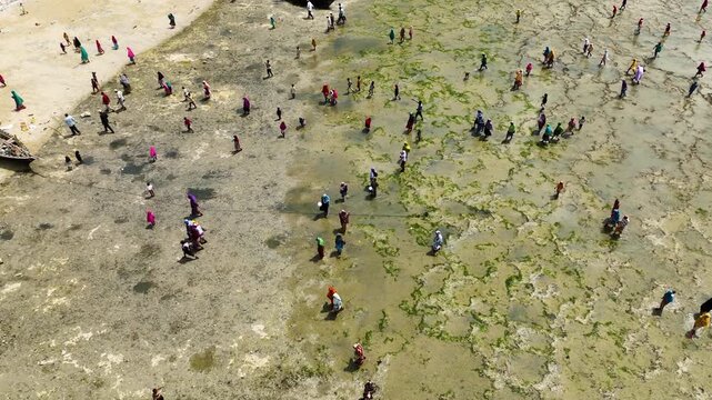 Drone Aerial View of Local People Walking on the Shore During Low Tide, January 21, 2025, Tumbatu Island, Zanzibar, Tanzania