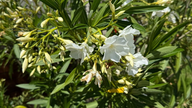 白花夹竹桃（White Oleander / Nerium oleander）Close-up of white oleander flowers blooming on green bush in garden background for botanical design