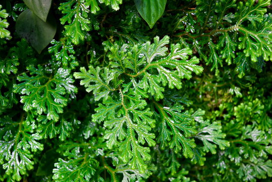Vibrant green peacock moss selaginella uncinata texture for wellness spa background
