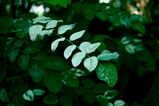 Variegated branch of breynia disticha snow on the mountain against dark background for luxury design