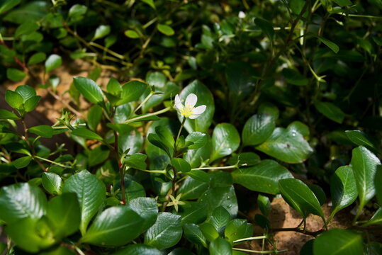 Close-up macro photography of tiny white wild flower blooming in lush green foliage at botanical garden for environmental design background