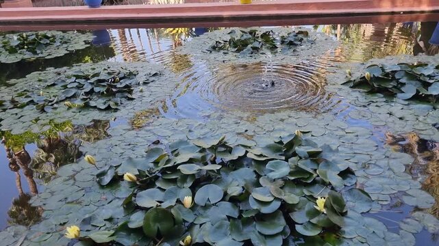 A serene pond filled with green lily pads, a blooming pale yellow water lily, and two green frogs resting on the leaves.