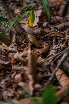 copperhead