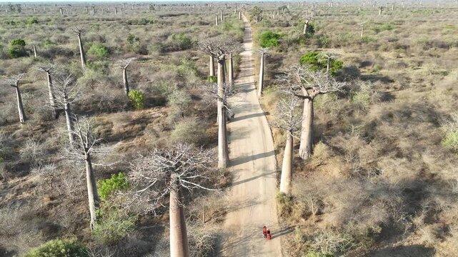 Cinematic aerial footage flying over the iconic Avenue of the Baobabs in Madagascar. A dirt road lined with giant baobab trees in a dry African savanna landscape.