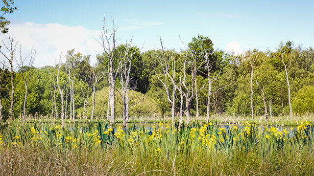 Tranquil Wetland Reflections, in Calm Spring Light,  Across Arcot Pond in Cramlington, Northumberland, May 2026