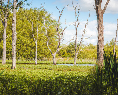 Tranquil Wetland Reflections, in Calm Spring Light,  Across Arcot Pond in Cramlington, Northumberland, May 2026