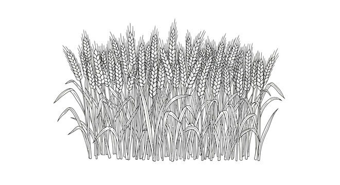 Detailed illustration of wheat plants.