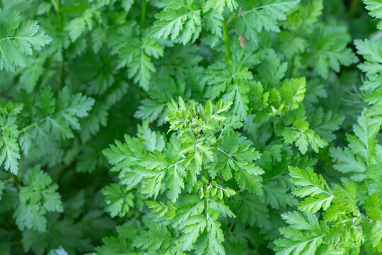 Green herbal feverfew plants growing in garden