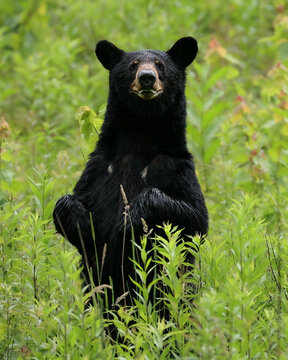 Beautiful Female Black Bear Natural Habitat 