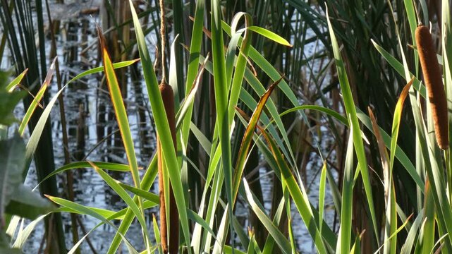 Typha reed (Typha latifolia) green leaves and brown cylindrical spikes over swamp water with vertical reflections. Natural lighting, medium shot, calm atmosphere. Mindfulness and Clarity.