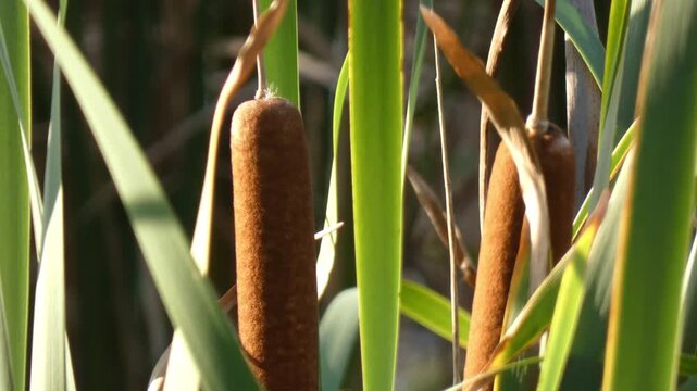 Brown cattail heads with long green reed leaves covered in graphic sharp shadows. Sunlight, close up, sunlit atmosphere. Growth and Intricacy. Striking natural background for titles backdrop.