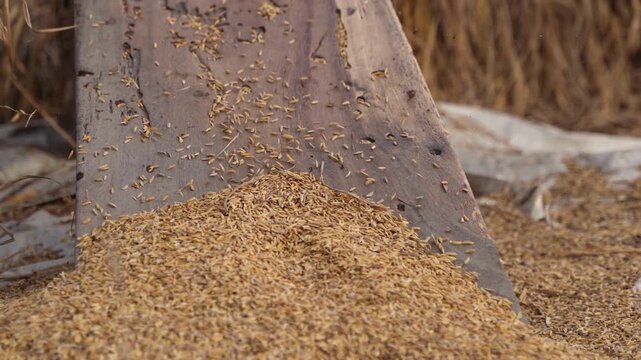 an old man is threshing rice with old method.