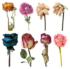 Obraz premium PNG Colorful dried roses collection on transparent background