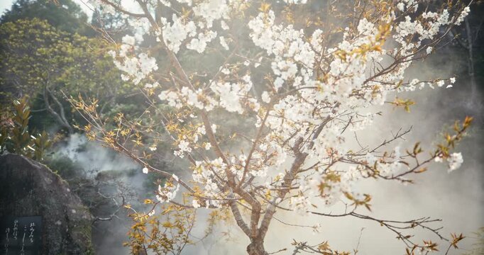 Spring Cherry Blossom Trees With Mist In Hiroshima, Japan - low, steady cam shot