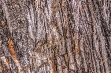 Obraz premium Textura tree