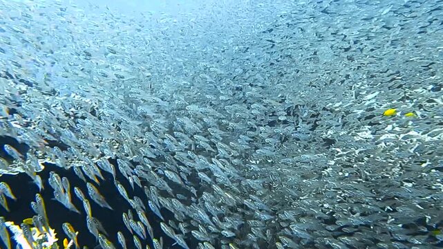 Slow motion video of millions of tiny glass fish swirling above a vibrant coral reef in crystal clear water at Lady Elliot Island, Australia.