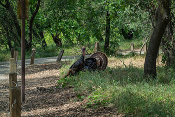 Naklejka premium Wild turkey and squirrel near a park fence line