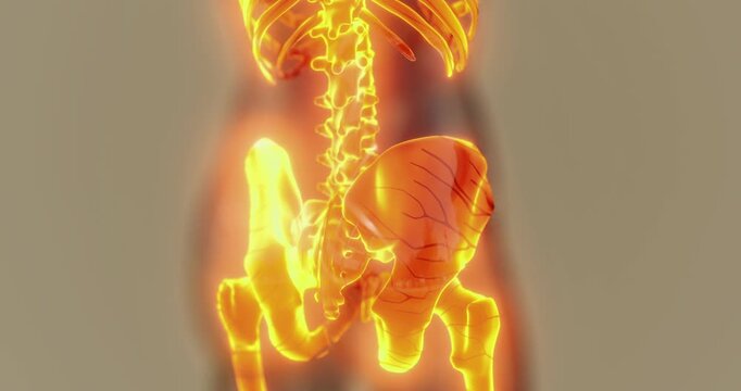 The artwork illustrates the human skeleton, focusing on the spinal column and surrounding ribcage. Bright colors emphasize the structure, showcasing its anatomy in a unique way.