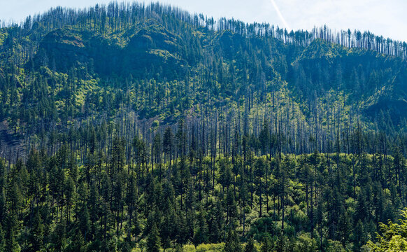 Post-Wildfire Forest Recovery on a Columbia River Gorge Ridgeline