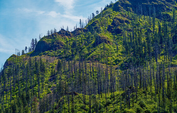Post-Wildfire Forest Recovery on a Columbia River Gorge Ridgeline