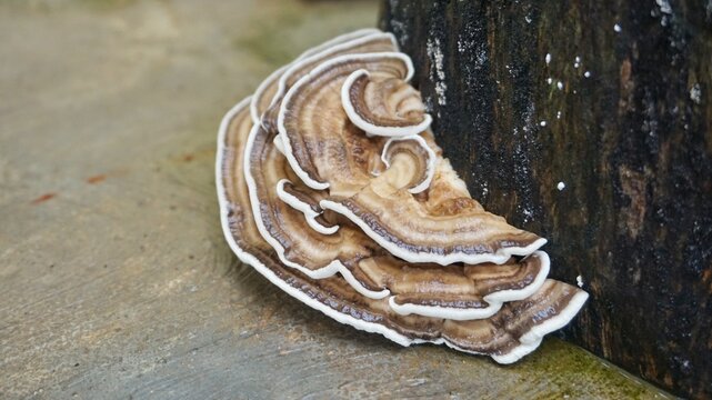 Close-up of a vibrant, multi-layered bracket fungus growing on a tree trunk, showcasing its unique patterns and textures.
