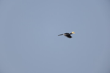 The oriental pied hornbill (Anthracoceros albirostris) is an Indo-Malayan pied hornbill, a large canopy-dwelling bird belonging to the family Bucerotidae © feathercollector
